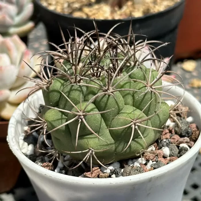 Cacti-Gymnocalycium pflanzii var. - Image 2