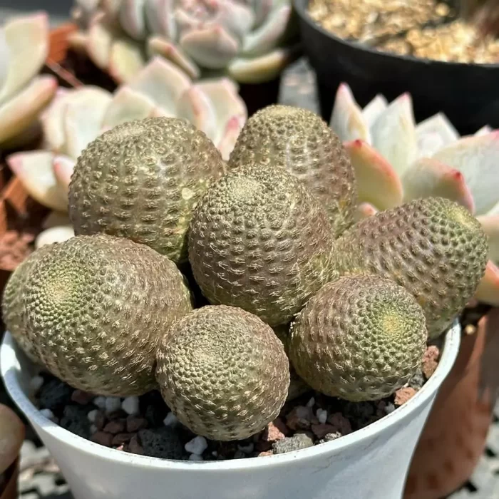 Cacti-Rebutia heliosa Clustering - Image 2