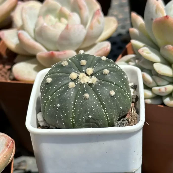 Cacti-Astrophytum asterias line - Image 2