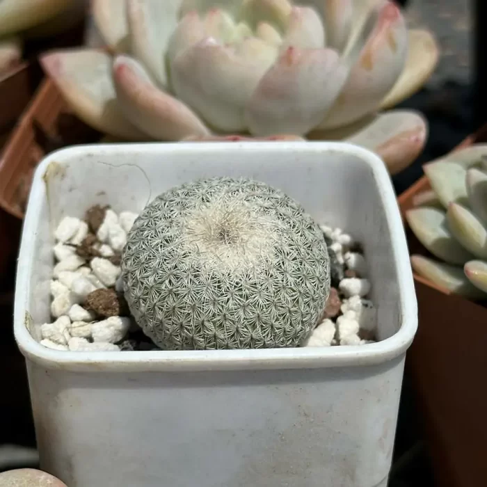 Cacti-Epithelantha micromeris - Image 2
