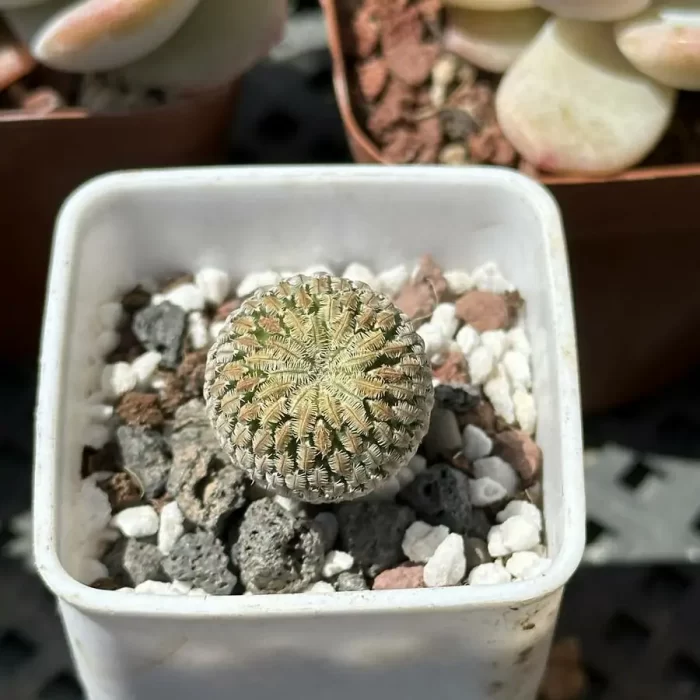 Cacti-Mammillaria pectinifera - Image 2