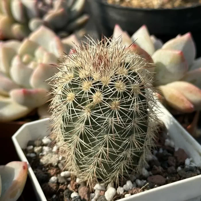 Cactus-Echinocereus dasyacanthus Engelm - Image 2