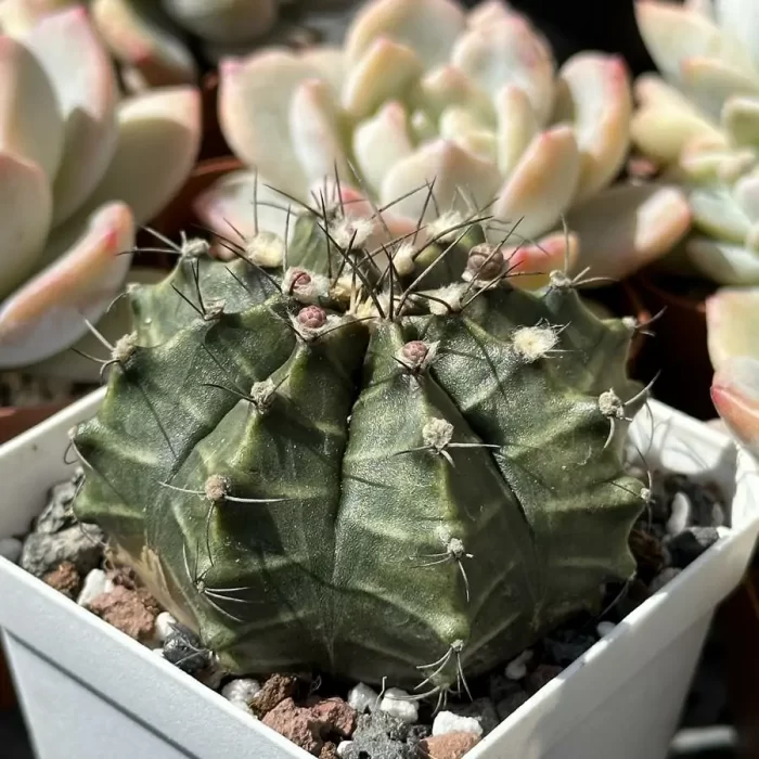 Cacti-Gymnocalycium mihanovichii Britton - Image 2