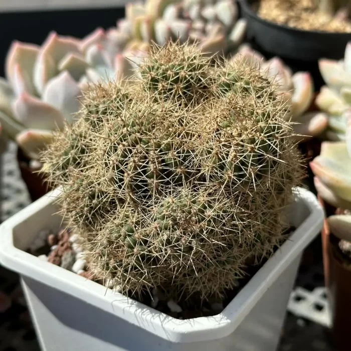 Cacti-Trichocereus Hybrid’First Light’ Clustering - Image 2