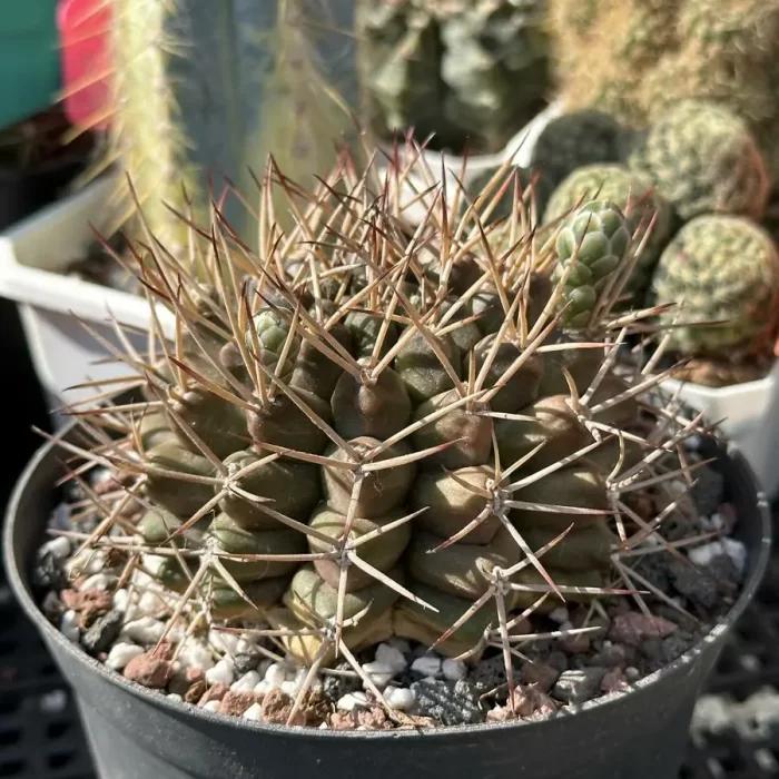 Cacti-Gymnocalycium schickendantzii - Image 2