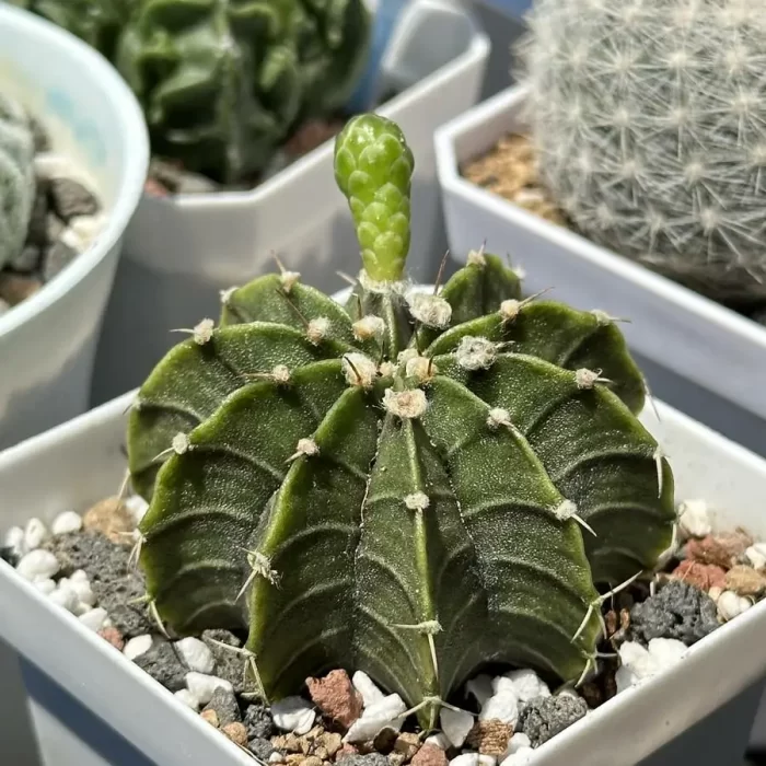 Cacti-Gymnocalycium stenopleurum sp. hybr. - Image 2