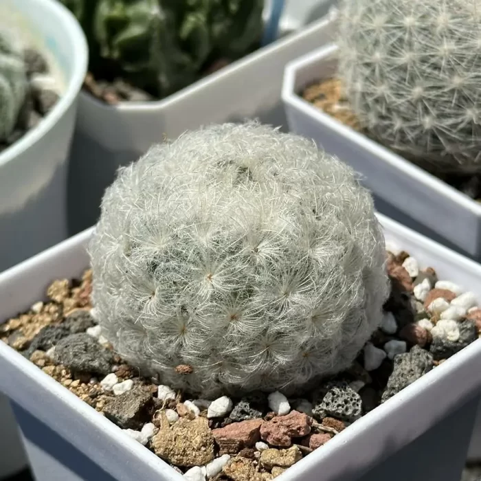 Cacti-Mammillaria bocasana - Image 2