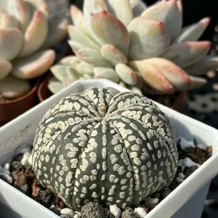 Cacti-Astrophytum asterias var. super - Image 2