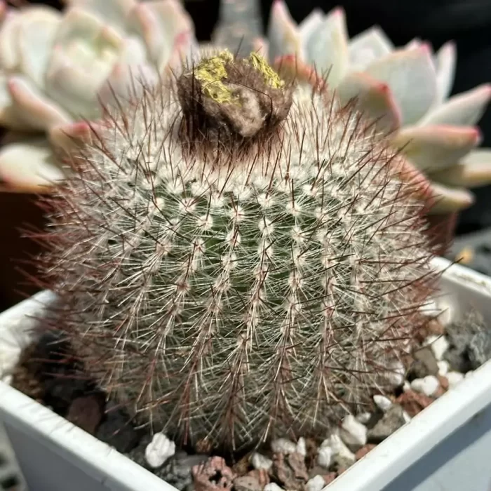 Cacti-Parodia tabularis red - Image 2