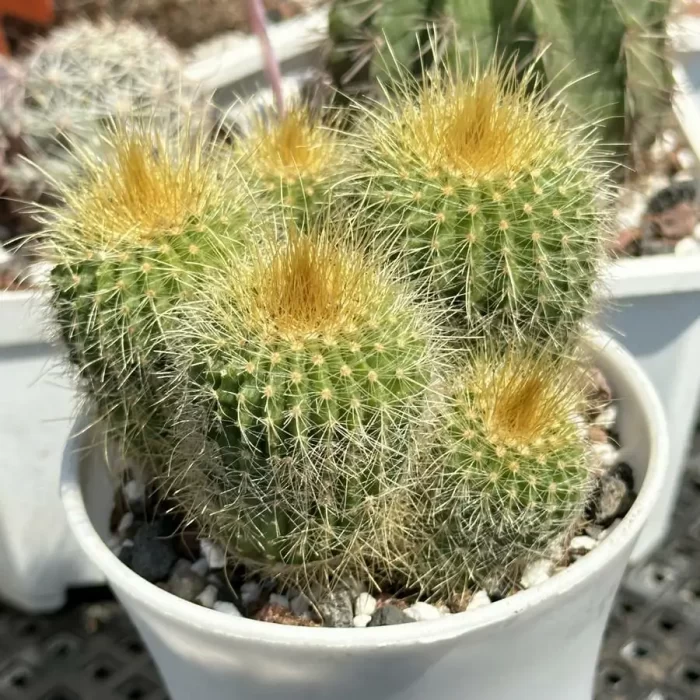 Cacti-Echino grusonii Clustering - Image 2