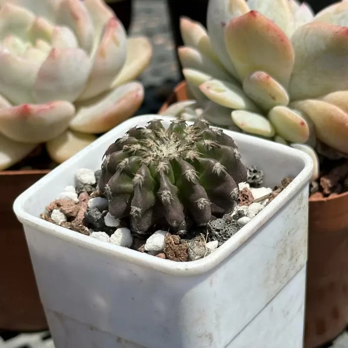 Cactus-DiscoCactus-horstii - Image 2