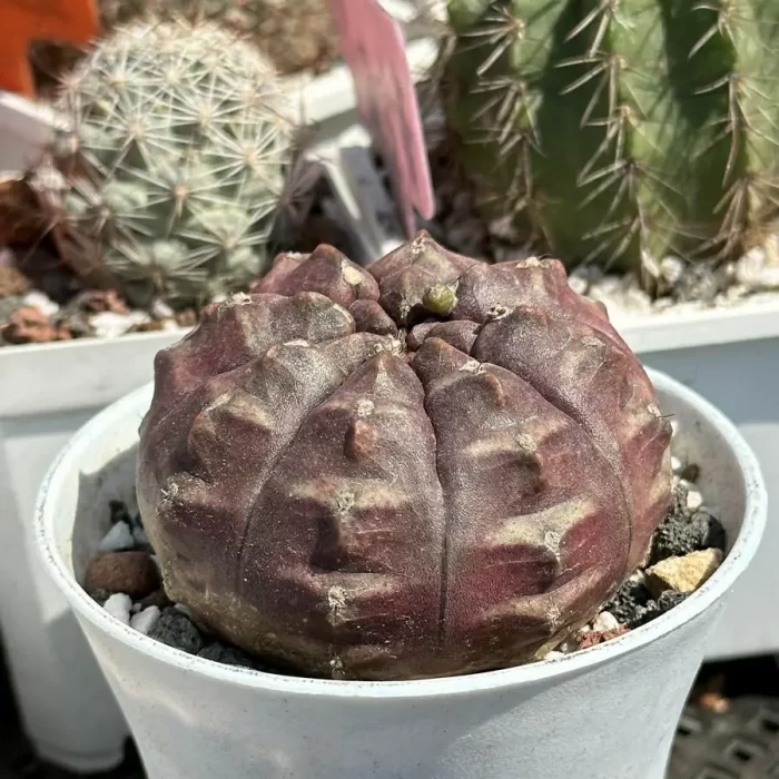 Cactus-Astrophytum Asterias Dream - Image 2