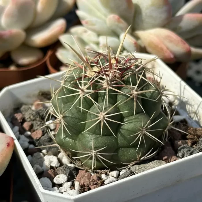 Cactus-TheloCactus-bicolor ssp. bicolor - Image 2
