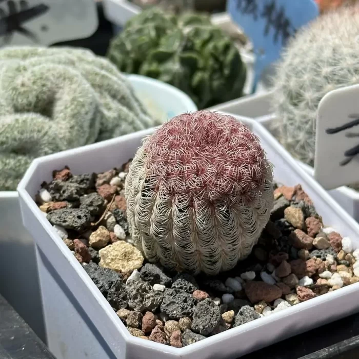 e202-19.webp Cactus-Echinocereus rigidissimus var. - Image 2