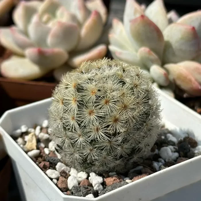Cactus-Mammillaria carmenae - Image 2