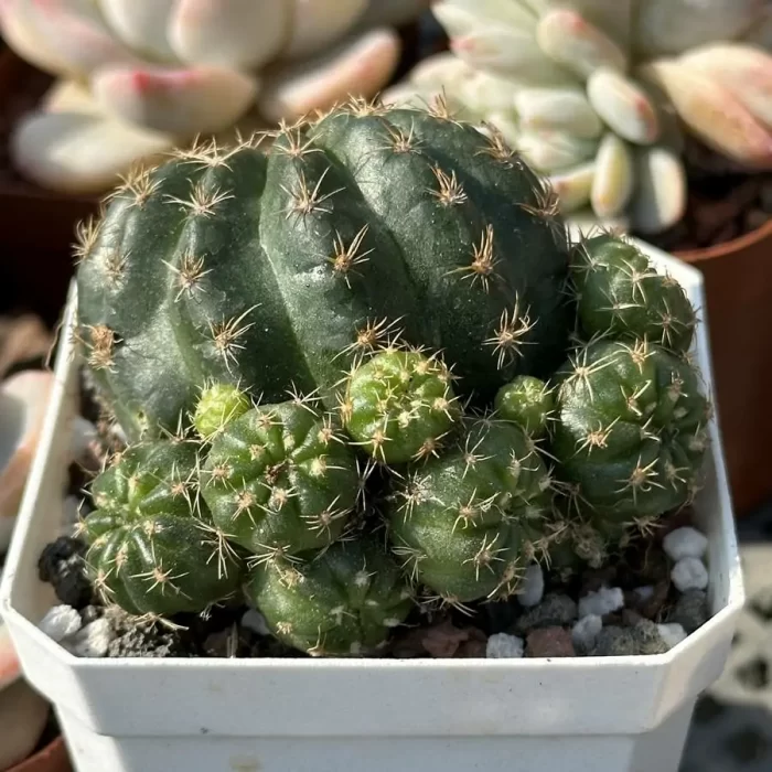 Cactus-Cactaceae Lotus - Image 2