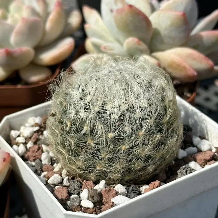 Cactus-dance star - Image 2