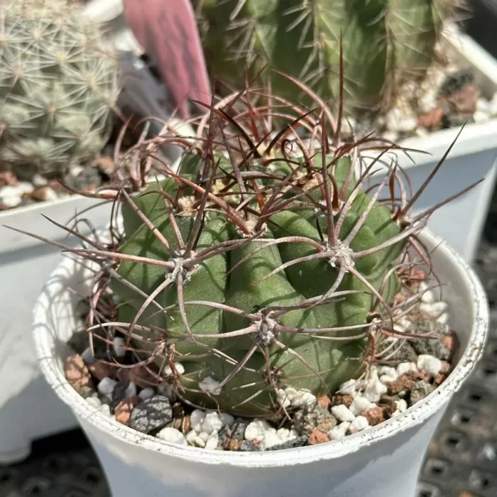 Cactus-Denmoza rhodacantha - Image 2