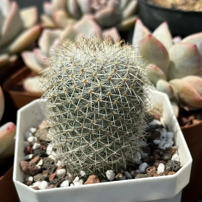 Cactus-Echinopsis white lady - Image 2