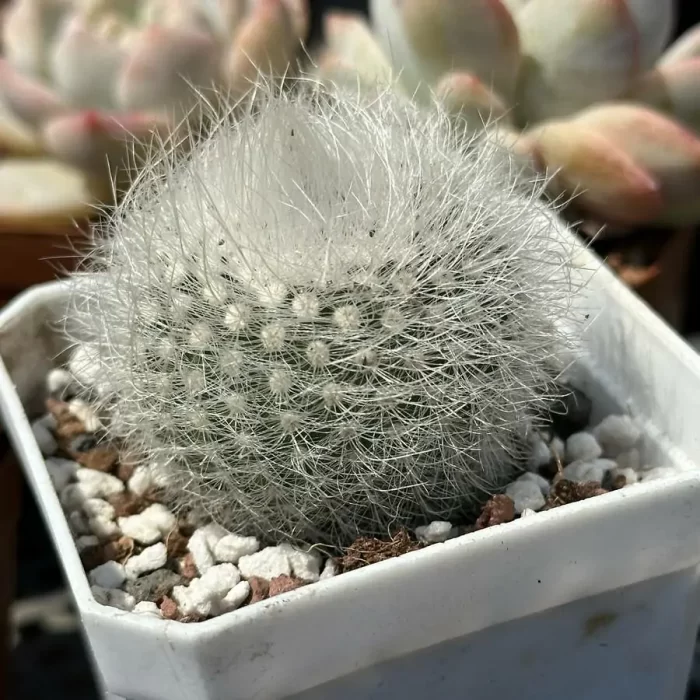 e202-27.webp Cactus-Parodia scopa var. - Image 2