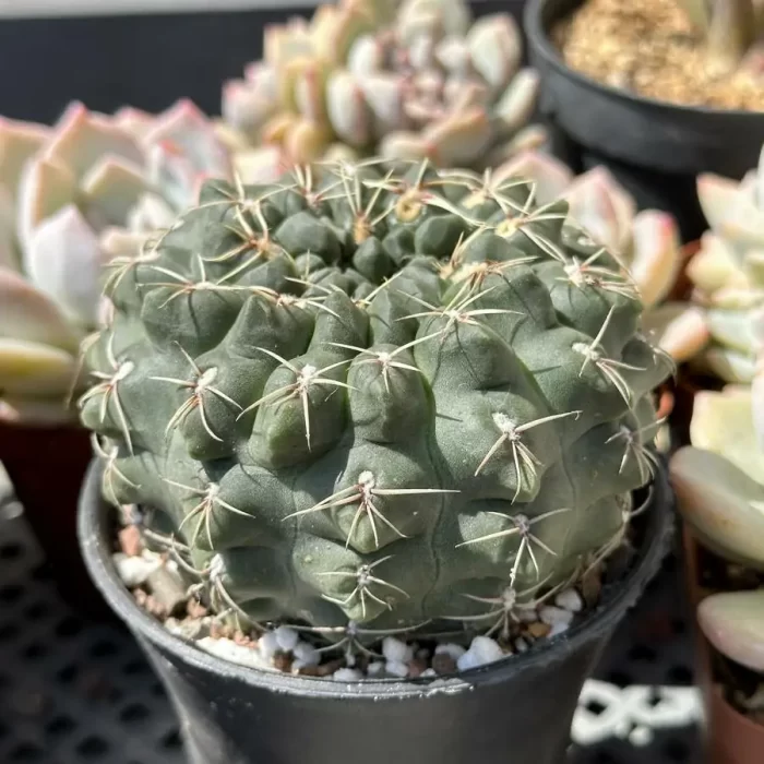 Cactus-Gymnocalycium baldianum - Image 2