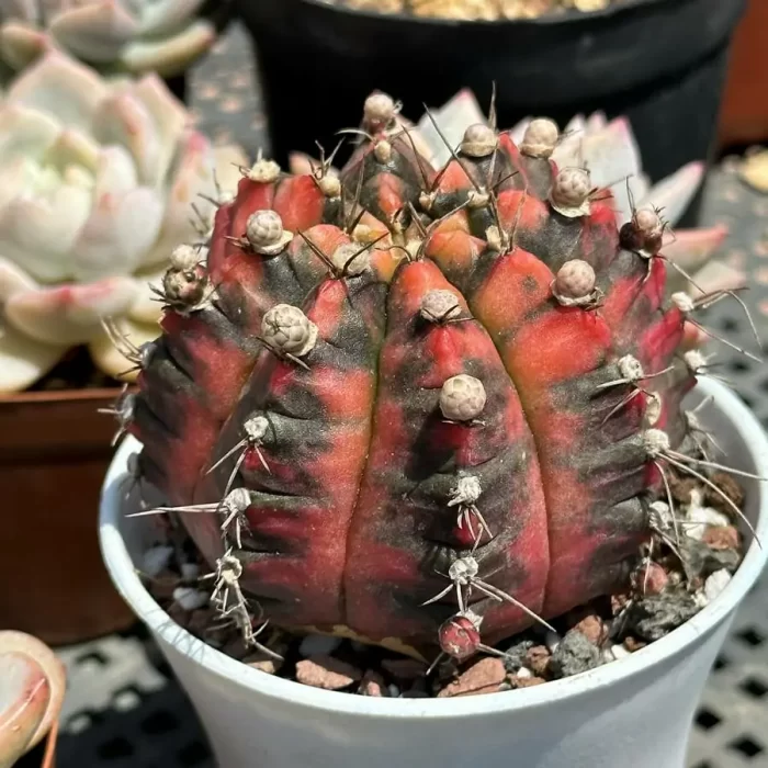 Cactus-Gymnocalycium mihanovichii Variegate - Image 2