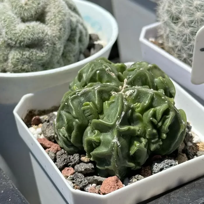 Cactus-Astrophytum myriostigma walnut - Image 2