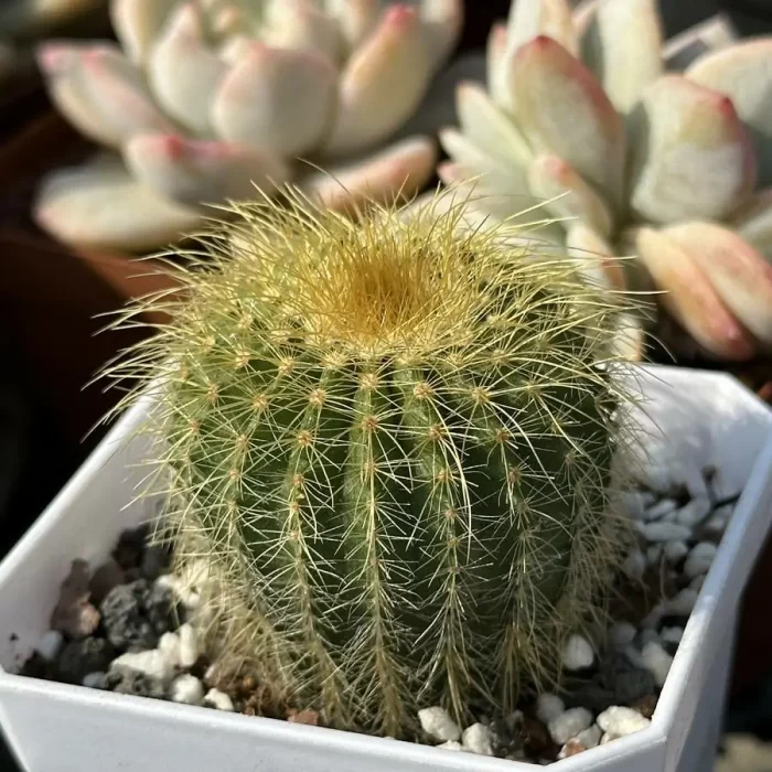 EchinoCactus-grusonii - Image 2