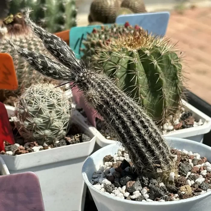 Cactus-Echinopsis mirabilis - Image 2