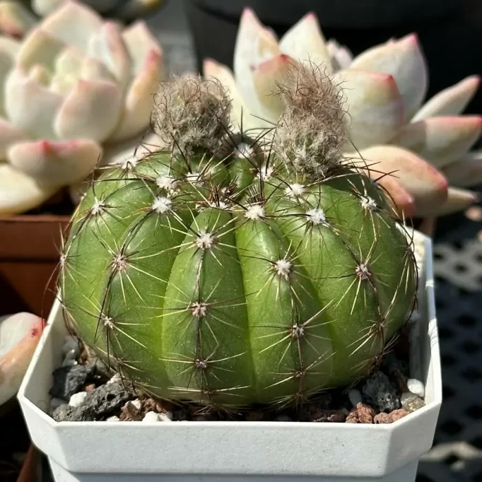 NotoCactus-ottonis - Image 2