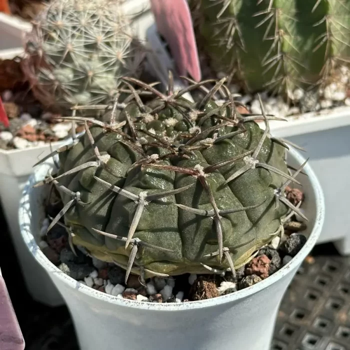Cactus-Gymnocalycium riojense - Image 2
