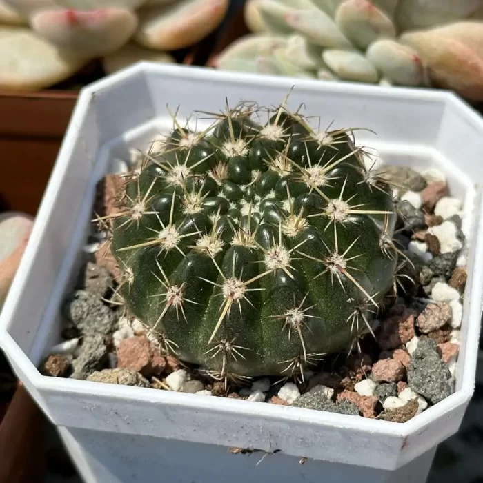 Cactus-Frailea schilinzkyana - Image 2