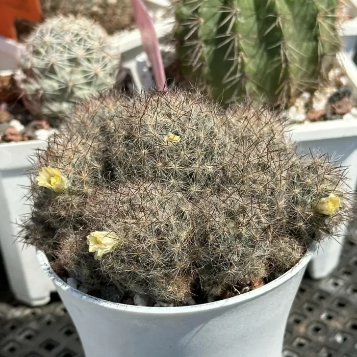 Cactus-Mammillaria prohjera - Image 2