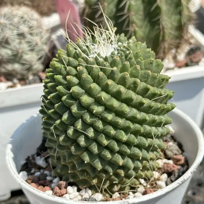 Cactus-Cholla - Image 2