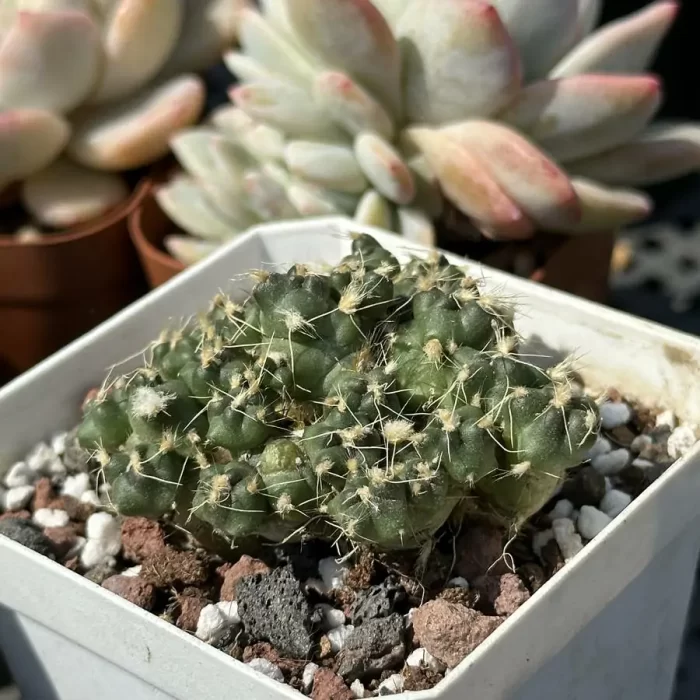 Cactus-Opuntia subterranea R.E.Fries - Image 2