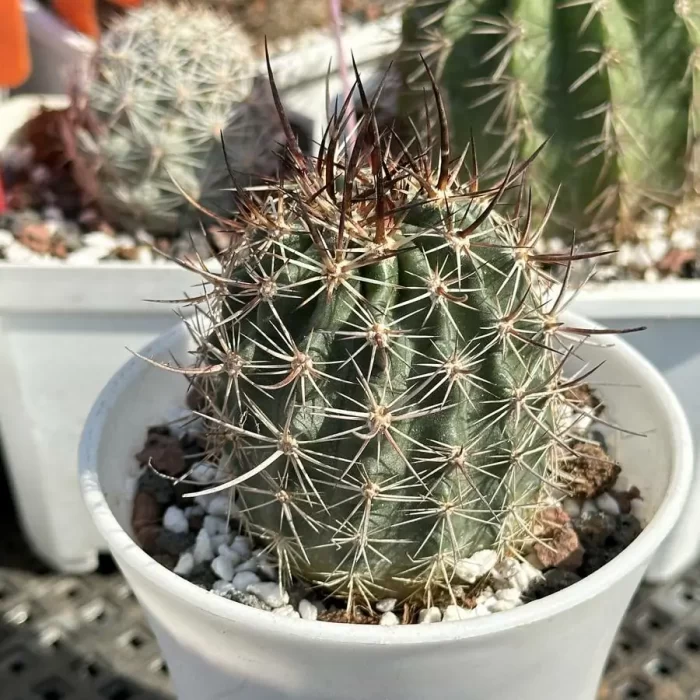 Cactus- Echinocereus lindsayi - Image 2