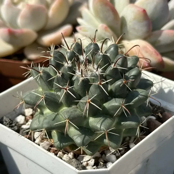 Cactus-Mammillaria Compressa - Image 2