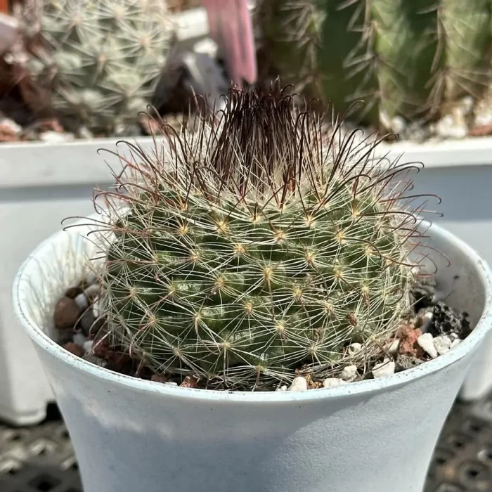 Cactus-Feixiu Jade - Image 2