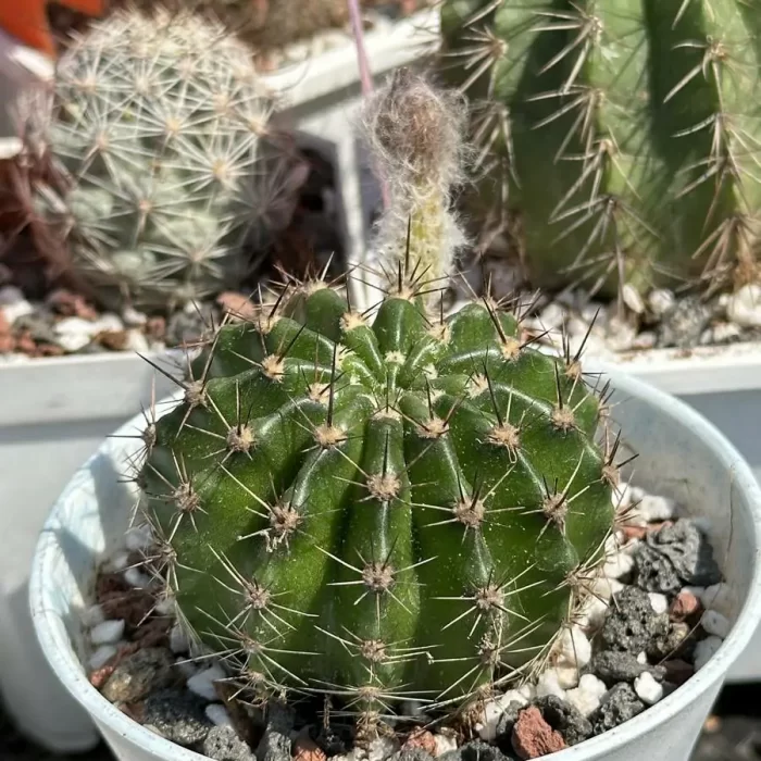 e202-55.webp Cactus-Dahuacaicao - Image 2