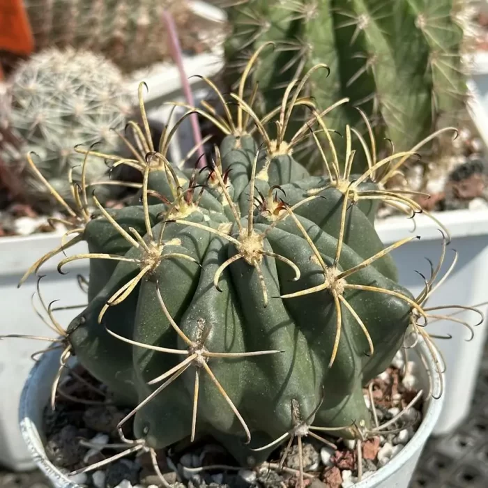 Cactus-GlanduliCactus-Unicatus - Image 2