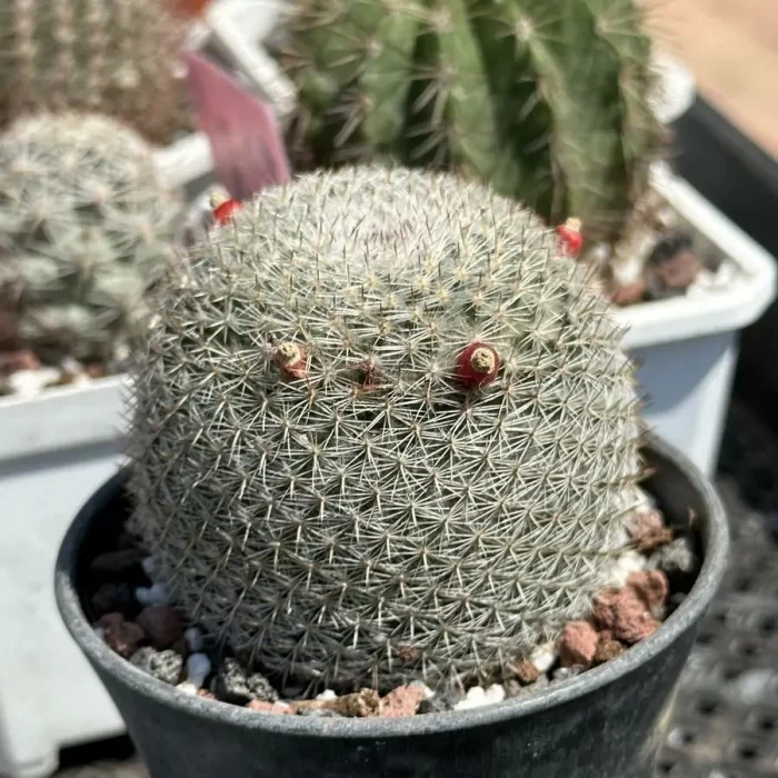 Cactus-Mammillaria candida - Image 2