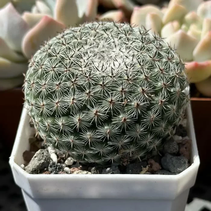 Cactus-Mammillaria brauneana - Image 2