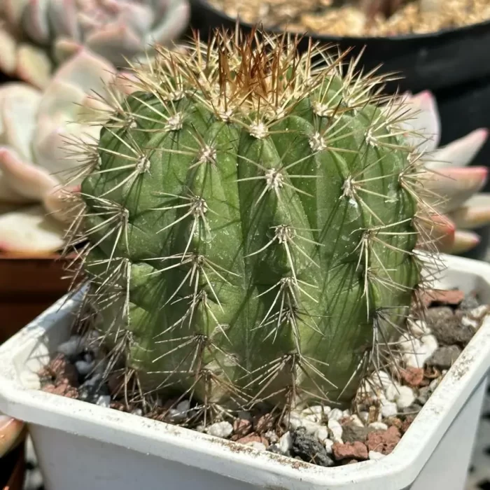 MeloCactus-amoenus - Image 2