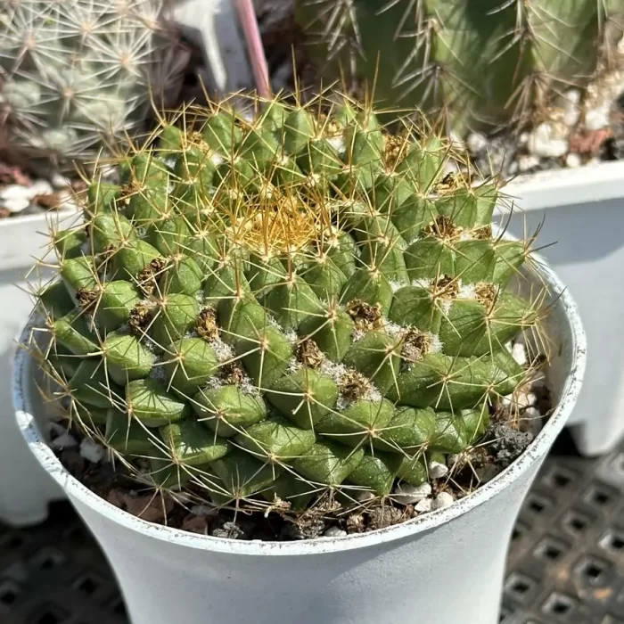 Cactus-Mammillaria marksiana Krainz - Image 2