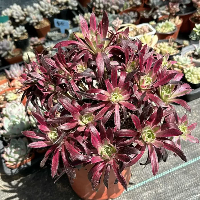 Aeonium Rosefinch Clustering - Image 2