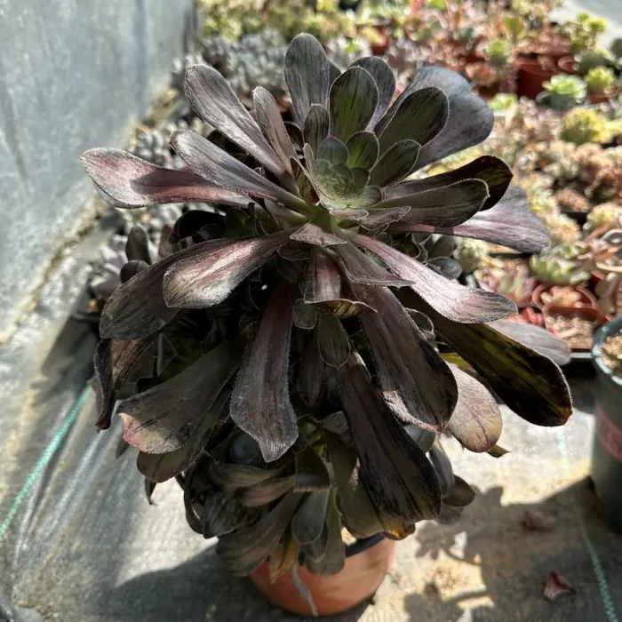 Aeonium Hybrid Hualian Clustering - Image 2