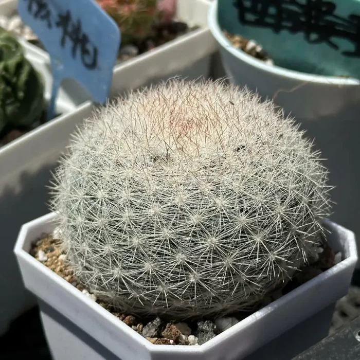 Cactus-Mammillaria albilanata - Image 2