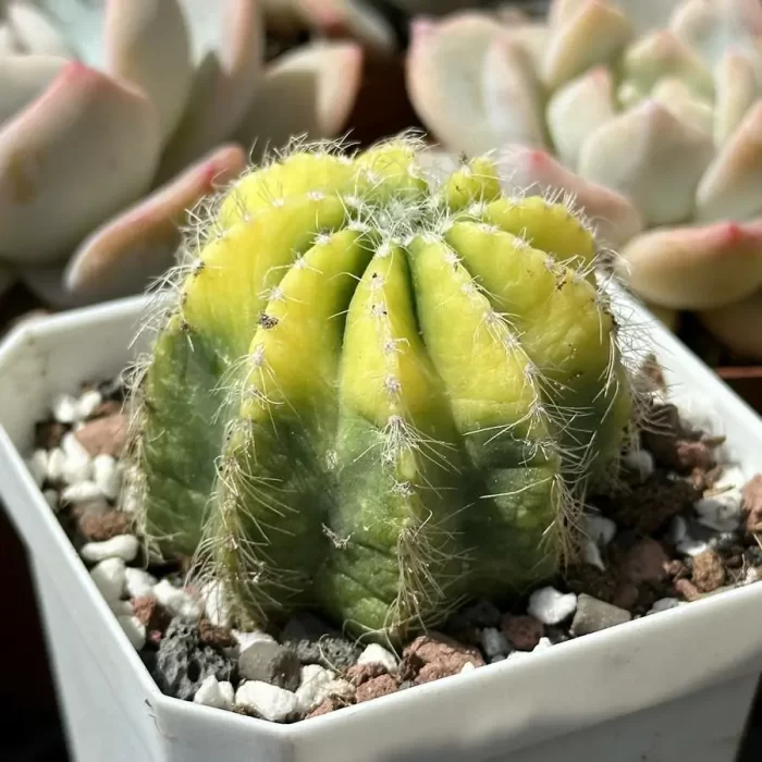 NotoCactus-magnificus Variegata - Image 2