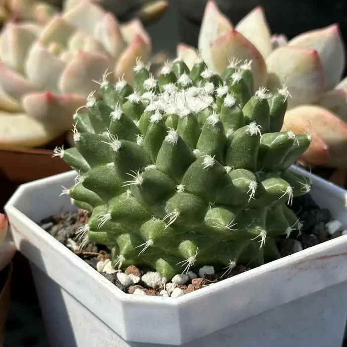 Cactus-Mammillaria vagaspina Craig - Image 2