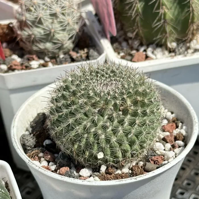 Cactus-Mammillaria hahniana - Image 2